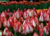 Tulipa Spryng Break ® (3)
